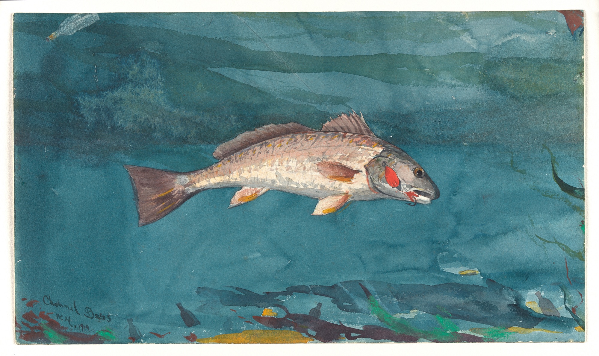 A silvery-rose channel bass hangs in deep teal water, hooked and turning, the red flash of its gill the only hot color in the painting